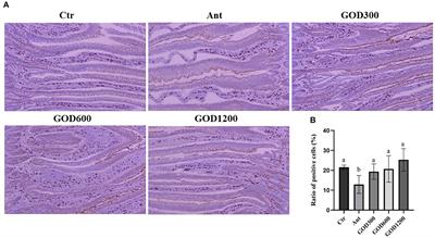 Glucose oxidase as an alternative to antibiotic growth promoters improves the immunity function, antioxidative status, and cecal microbiota environment in white-feathered broilers